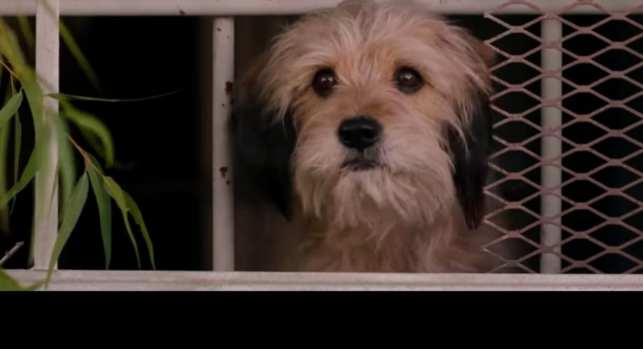 filme cu animale pe Netflix pentru copii